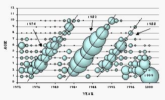 Mackerel catch at age, 1973-2000