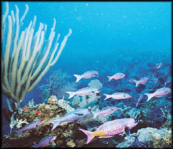 Coral reef fish - NOAA