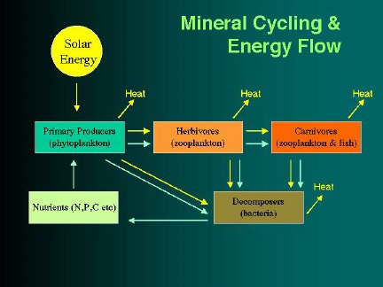 Typical energy and nutrient flow diagram
