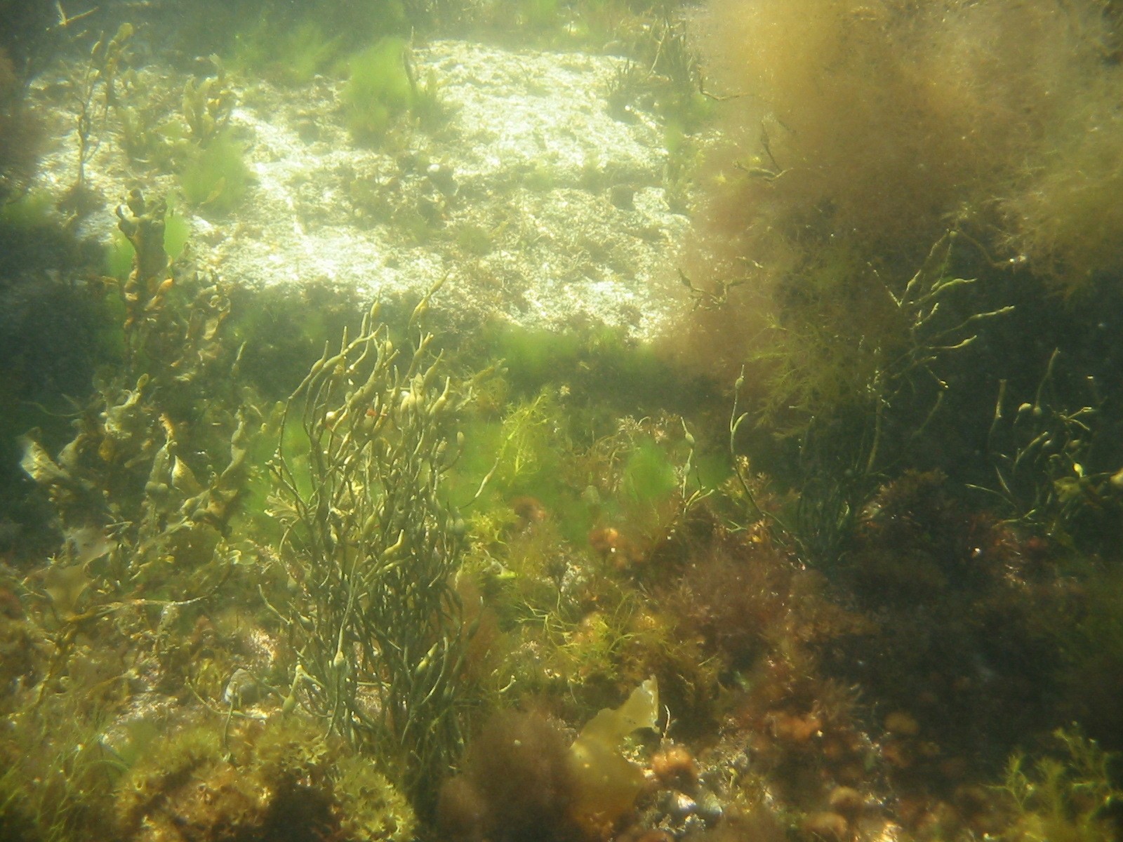 underwater seaweed pictures