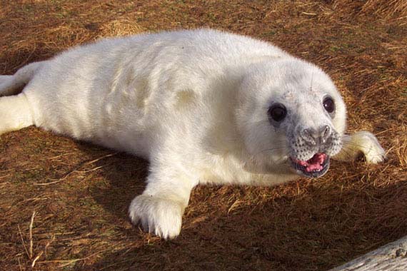 grey seal pictures