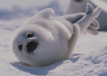 Nova Scotia Seal